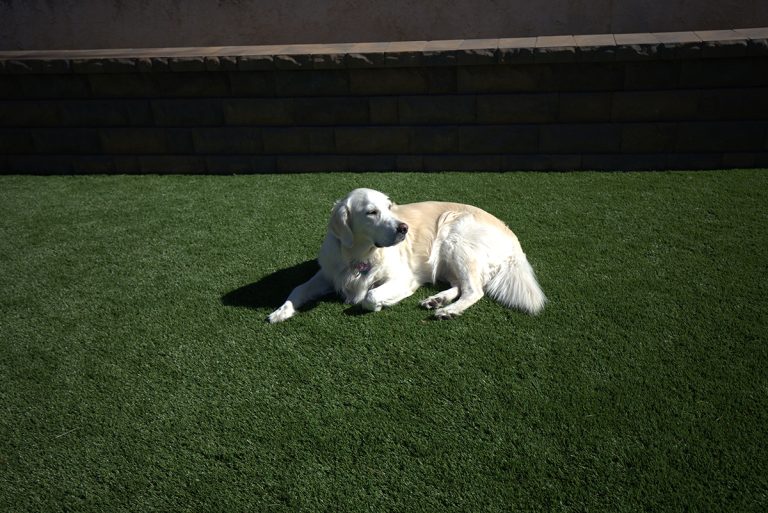 Artificial Grass Turf for Pets